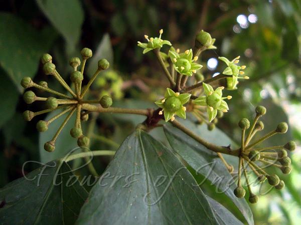 Hedera nepalensis Himalayan Ivy
